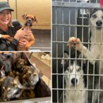 Fúria quando uma instituição de caridade para animais de estimação sai de Los Angeles depois que City os atinge com uma conta enorme