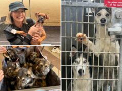 Fúria quando uma instituição de caridade para animais de estimação sai de Los Angeles depois que City os atinge com uma conta enorme Fúria quando uma instituição de caridade para animais de estimação sai de Los Angeles depois que City os atinge com uma conta enorme