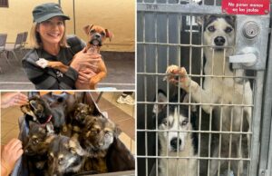 Fúria quando uma instituição de caridade para animais de estimação sai de Los Angeles depois que City os atinge com uma conta enorme Fúria quando uma instituição de caridade para animais de estimação sai de Los Angeles depois que City os atinge com uma conta enorme