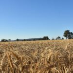 Ganhos nos preços dos grãos estagnam apesar de não haver trégua nos combustíveis e crise fert