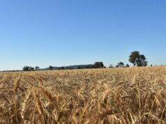 Ganhos nos preços dos grãos estagnam apesar de não haver trégua nos combustíveis e crise fert Ganhos nos preços dos grãos estagnam apesar de não haver trégua nos combustíveis e crise fert