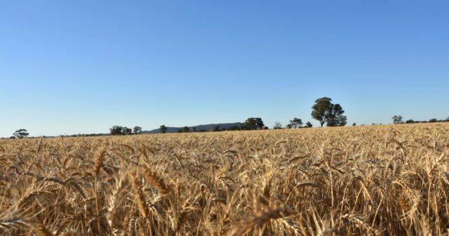 Ganhos nos preços dos grãos estagnam apesar de não haver trégua nos combustíveis e crise fert
