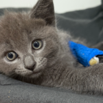 Gatinhos são jogados de carro em movimento em Melbourne