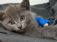 Gatinhos são jogados de carro em movimento em Melbourne Gatinhos são jogados de carro em movimento em Melbourne