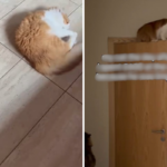 Gato começa a mancar, proprietário gasta mais de US$ 750 em veterinários – choque com o que acontece