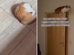 Gato começa a mancar, proprietário gasta mais de US$ 750 em veterinários – choque com o que acontece Gato começa a mancar, proprietário gasta mais de US$ 750 em veterinários – choque com o que acontece