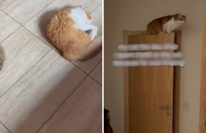 Gato começa a mancar, proprietário gasta mais de US$ 750 em veterinários – choque com o que acontece Gato começa a mancar, proprietário gasta mais de US$ 750 em veterinários – choque com o que acontece