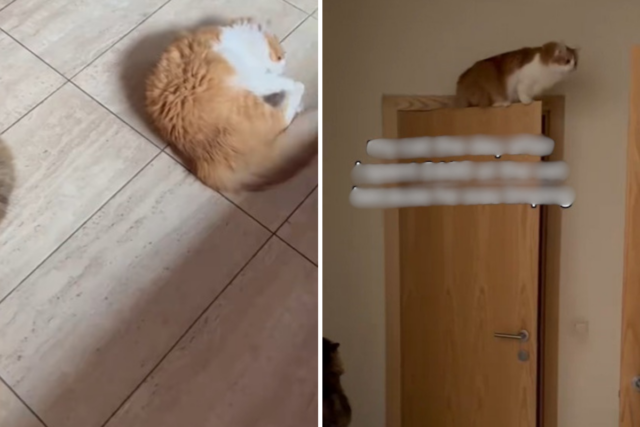 Gato começa a mancar, proprietário gasta mais de US$ 750 em veterinários – choque com o que acontece
