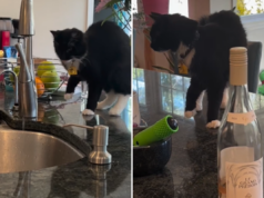 Gato de repente começa a mancar – a dona fica histérica ao perceber o problema Alice Gibbs