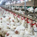 A crescente transmissão do H5N1, incluindo a sua propagação entre animais, ofereceu oportunidades sem precedentes para o vírus se deslocar e os especialistas estão preocupados que seja apenas uma questão de tempo até que se torne um problema humano