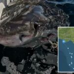 Brookes, um jovem tubarão branco, sendo marcado na Baía de Mahone.