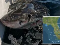 Grande tubarão branco avistado na costa da Flórida depois de viajar mais de 5 mil milhas até o Golfo Brookes, um jovem tubarão branco, sendo marcado na Baía de Mahone.