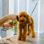 Groomer revela o pequeno detalhe que prova que um cachorro é amado