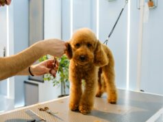 Groomer revela o pequeno detalhe que prova que um cachorro é amado Groomer revela o pequeno detalhe que prova que um cachorro é amado