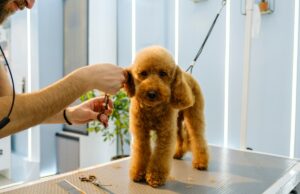 Groomer revela o pequeno detalhe que prova que um cachorro é amado Groomer revela o pequeno detalhe que prova que um cachorro é amado