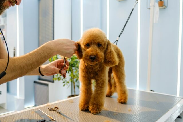 Groomer revela o pequeno detalhe que prova que um cachorro Groomer revela o pequeno detalhe que prova que um cachorro é amado