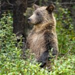 Mãe e filhote de urso pardo.