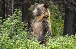 Grupos conservacionistas pedem uma abordagem “baseada na ciência” para a proposta de caça ao urso pardo de Alberta Mãe e filhote de urso pardo.