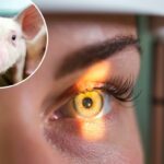 Close-up de três leitões jovens em um celeiro de porcos.