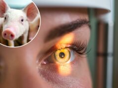 Há uma nova descoberta no tratamento do câncer ocular – graças ao esperma de porco Close-up de três leitões jovens em um celeiro de porcos.