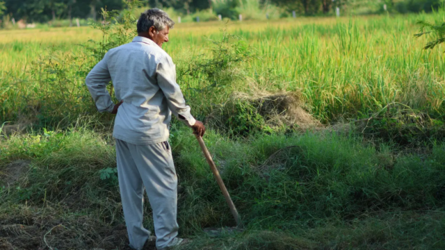 Haryana dará impulso ao turismo agrícola e homestays
