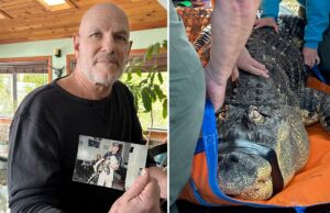 Homem de Nova York desiste de lutar por seu crocodilo de estimação de apoio emocional de 3,6 metros Albert, um crocodilo de estimação, foi apreendido em sua casa em Nova York em 2024