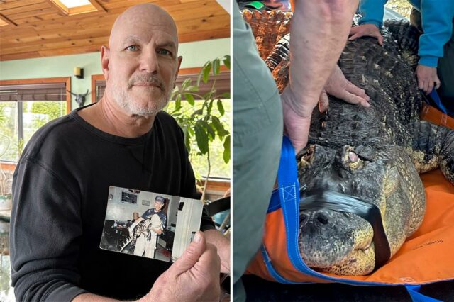 Albert, um crocodilo de estimação, foi apreendido em sua casa em Nova York em 2024