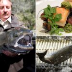 Iguaria californiana indisponível há 3 anos voltará em breve ao cardápio