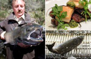 Iguaria californiana indisponível há 3 anos voltará em breve ao cardápio Iguaria californiana indisponível há 3 anos voltará em breve ao cardápio