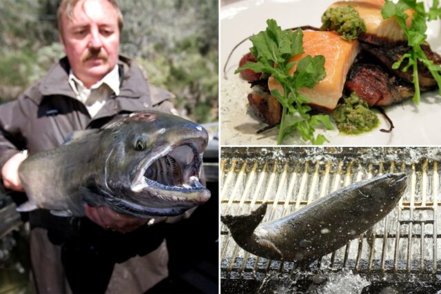 Iguaria californiana indisponível há 3 anos voltará em breve ao cardápio
