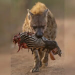 Hiena carregando cabeça de zebra parcialmente comida em um caminho de terra em um ambiente natural.