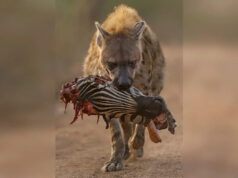 Imagem incrível de hiena carregando cabeça de zebra triunfa na maior competição de fotografia em close-up do mundo enquanto o ‘caçador’ fixa os olhos nas lentes… Hiena carregando cabeça de zebra parcialmente comida em um caminho de terra em um ambiente natural.