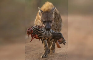 Imagem incrível de hiena carregando cabeça de zebra triunfa na maior competição de fotografia em close-up do mundo enquanto o ‘caçador’ fixa os olhos nas lentes… Hiena carregando cabeça de zebra parcialmente comida em um caminho de terra em um ambiente natural.