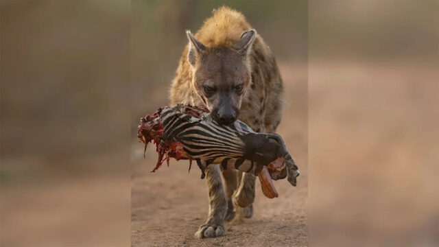  Hiena carregando cabeça de zebra parcialmente comida em um caminho de terra em um ambiente natural. 