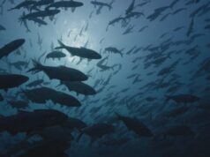 Imagens raras revelam ‘cidade dos peixes’ perto de uma usina nuclear de Ontário, no Lago Huron Duas pessoas