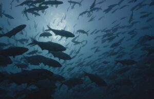 Imagens raras revelam ‘cidade dos peixes’ perto de uma usina nuclear de Ontário, no Lago Huron Duas pessoas
