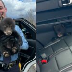 Um policial segurando um filhote de urso.