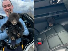 Insuportavelmente fofo! Soldados de NJ resgatam filhote de urso em uma estrada movimentada: ‘Níveis de adorável’ Um policial segurando um filhote de urso.
