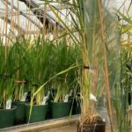 Investimento em instalações de melhoramento para levar novas genéticas de culturas aos piquetes mais rapidamente