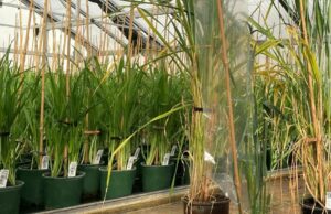 Investimento em instalações de melhoramento para levar novas genéticas de culturas aos piquetes mais rapidamente Investimento em instalações de melhoramento para levar novas genéticas de culturas aos piquetes mais rapidamente