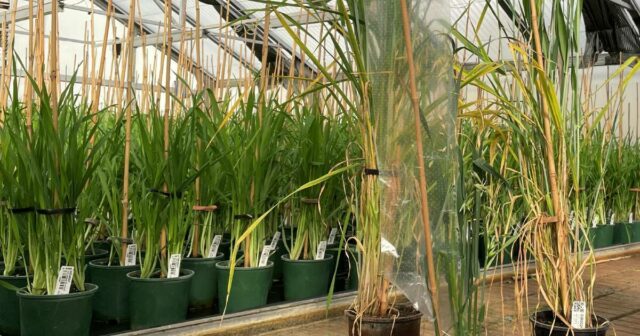 Investimento em instalações de melhoramento para levar novas genéticas de culturas aos piquetes mais rapidamente
