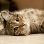 Itália Jadi Negara Pertama yang Izinkan Pekerja Cuti 3 Hari demi Rawat Hewan Peliharaan