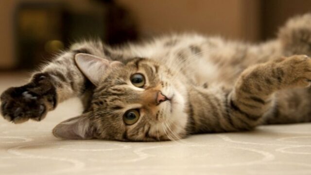 Itália Jadi Negara Pertama yang Izinkan Pekerja Cuti 3 Hari demi Rawat Hewan Peliharaan
