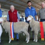 'Lã brilhante, crespa e rica' recebe a aprovação dos juízes no tosquiado de outono