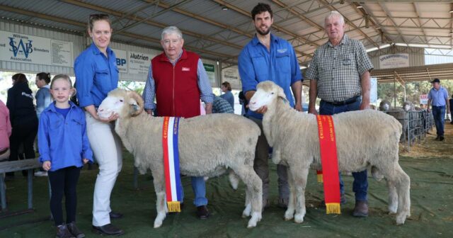 'Lã brilhante, crespa e rica' recebe a aprovação dos juízes no tosquiado de outono

