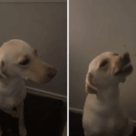Labrador foge por uma hora, histérica sobre como ela age ao retornar