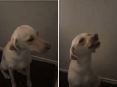 Labrador foge por uma hora, histérica sobre como ela age ao retornar Labrador foge por uma hora, histérica sobre como ela age ao retornar