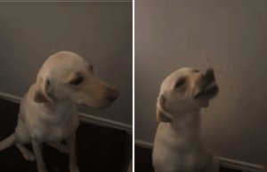 Labrador foge por uma hora, histérica sobre como ela age ao retornar Labrador foge por uma hora, histérica sobre como ela age ao retornar