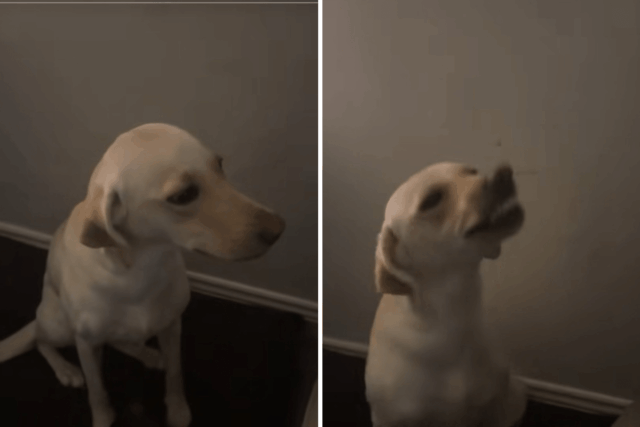 Labrador foge por uma hora, histérica sobre como ela age ao retornar
