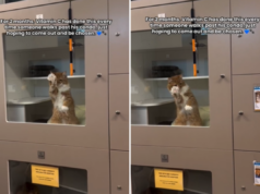 Lágrimas pelo que o gato do abrigo faz quando as pessoas passam na esperança de serem ‘escolhidas’ Lágrimas pelo que o gato do abrigo faz quando as pessoas passam na esperança de serem ‘escolhidas’